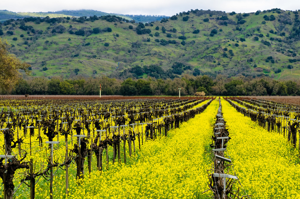 This is one of my all-time favorite photos by #NapaValley's Photographer, Bob McClenahan. It is titled 'Mustard Cover Crop' & was taken for the #NapaGreen Program. napagreen.org 🌻🍷🌻
@BobMc @NapaVintners @VisitNapaValley 
🍁♥️🍷🌻🍷♥️🍁