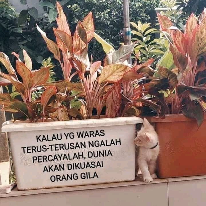 DikdoankDik1's tweet photo. Yoiiii #TolakBoosterSyaratMudik https://t.co/a8iZObv3ap