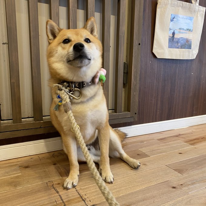 柴犬まる展のtwitterイラスト検索結果