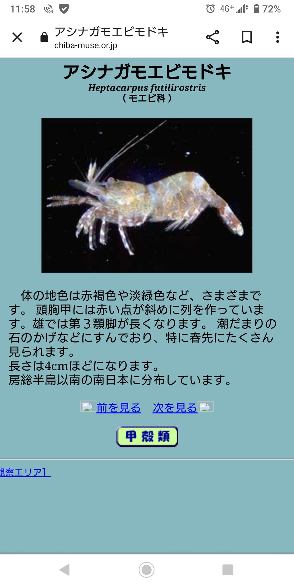 Maru 同じタイドプールから採集したアシナガモエビモドキたち 色や模様が個性的で 見ていてとても楽しい T Co Jbk3bkuqln Twitter