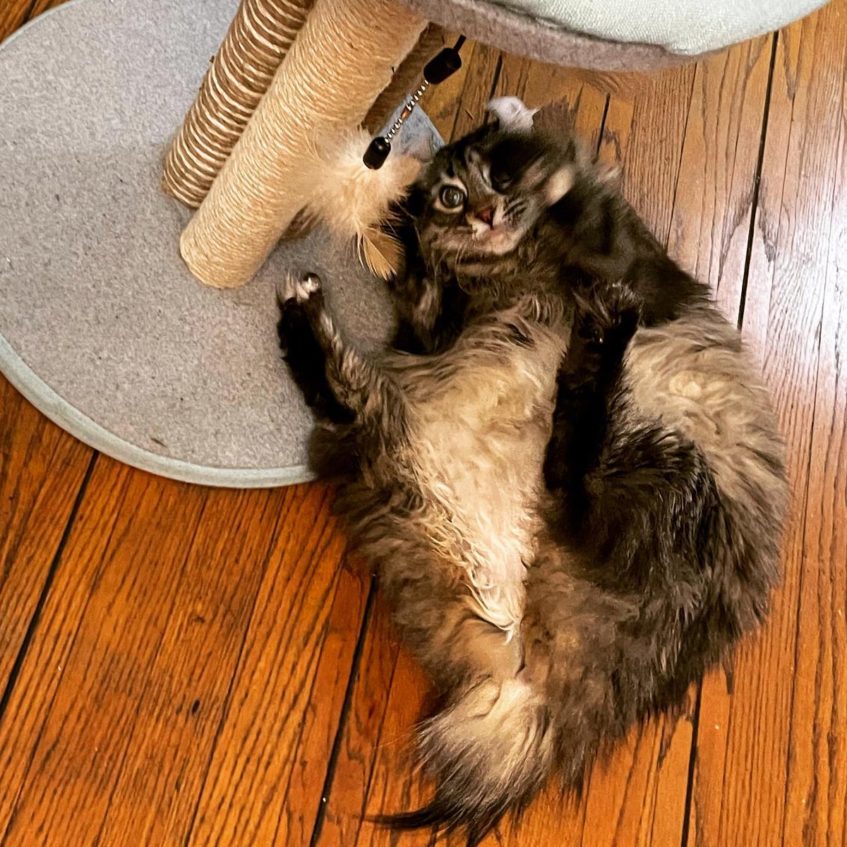 FreyjaCurlyEars's tweet photo. Freyja loves the new cat tree. #cattree #freyja #highlandlynx #highlandlynxcat #highlandlynxofinstagram #play #cattoys #belly #belleh #cats #catsofinstagram #catstagram #pet #love #cute #kitty #instacat #catlover #petstagram #meow #lovecats #cute #fluffy #kat #katten #poofy #purr https://t.co/UEBkoyYApu