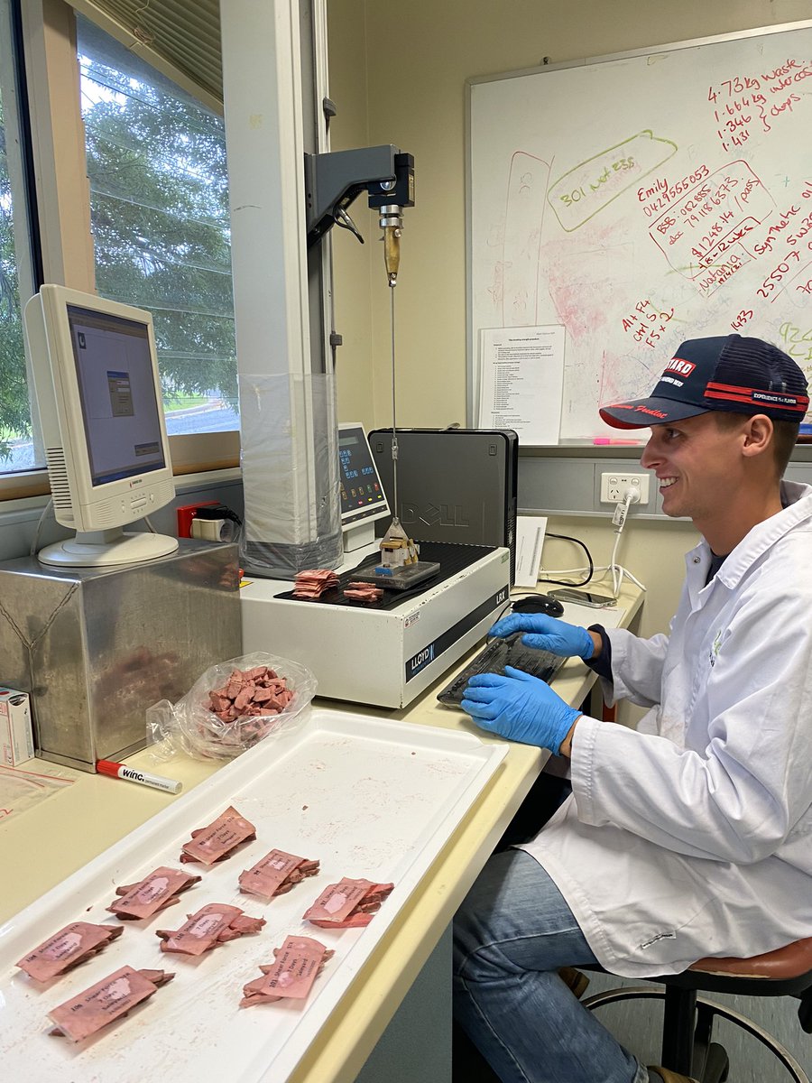 PeteMcGil's tweet photo. Jack is a @ERS_UNE honours student in #RuralScience this year looking at the impact of saleyards and refeeding after sale for 7 or 14 days on #beef #eatingquality - measuring shear force today! @JarrodLees https://t.co/KVMQ70uIvh