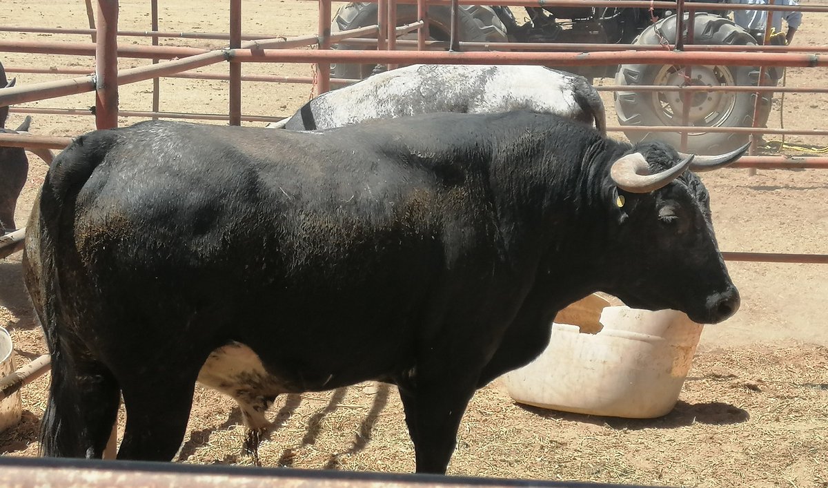 Uno del Greco para este Domingo en Aguascalientes
Temporada de Novilladas
Regresamos a lidiar
