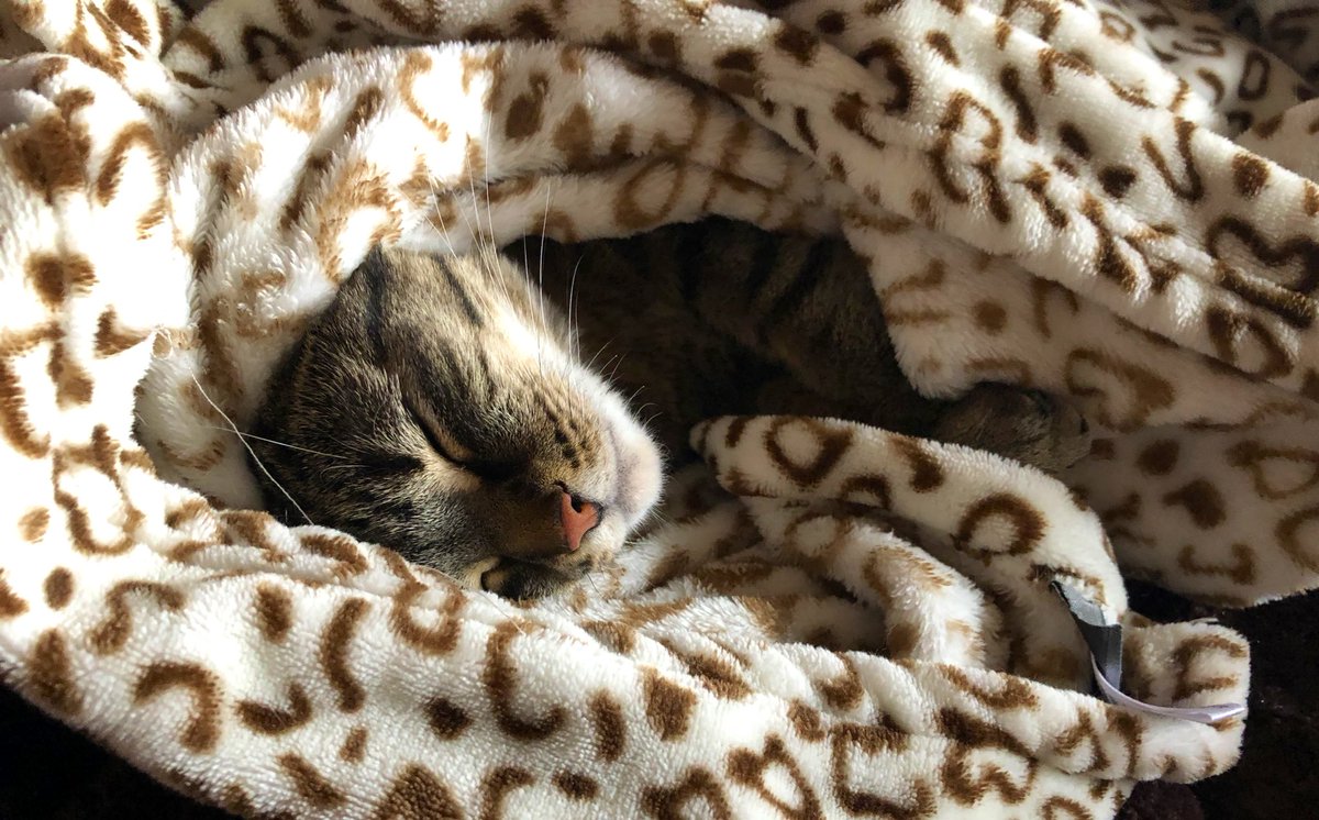 shanermurph's tweet photo. #KittyUpdate
Rebel snoozin’ this afternoon. https://t.co/K4OXCQWoUc