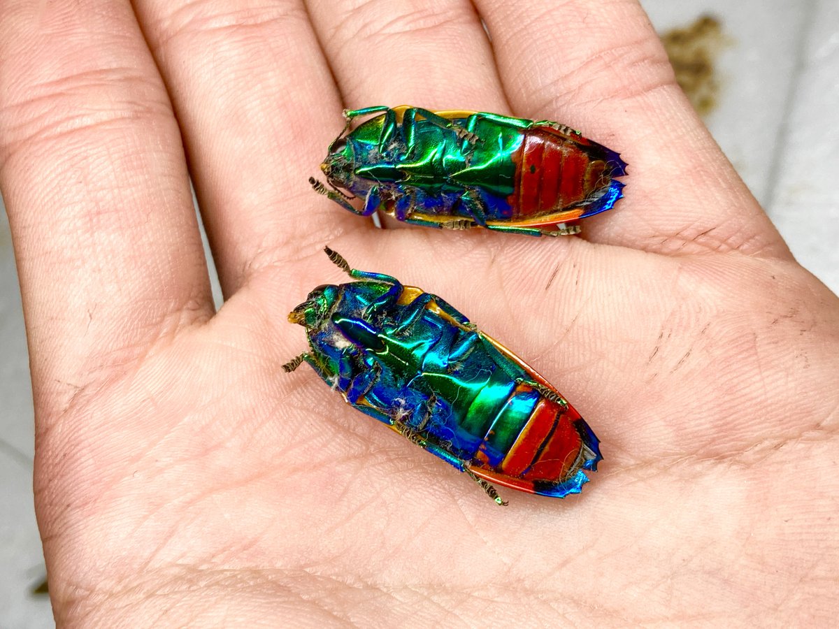 フカヒレ　ムカシタマムシ 昆虫標本紹介 アピカリスハデルリムカシタマムシ 裏がやばくないですか