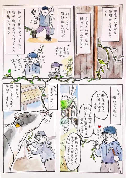 『牛舎に侵入する植物🪴』

蔓か蔦かわからないけど牛が食べてくれるといいのになとは思っています。

3枚目の「牛歯欠」は初めて知って衝撃だったのですが普通に一般常識だったらどうしよう…(牛のわらび中毒ぐらいしか知らない) 