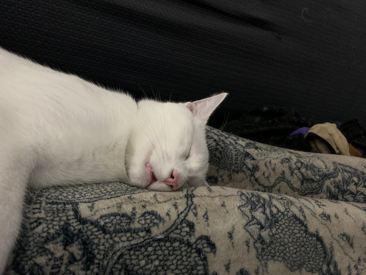 bibyboots's tweet photo. Hey my dudes! I’m live with a late night stream of #LegendofZelda #BreathoftheWild! Come watch our continued #playthrough at https://t.co/FsN4YqxTZq.
It doesn’t look like Ghost is gonna make it over to the couch because #GhostOut.
#twitch #twitchcommunity #PoTD #CatsOfTwitter https://t.co/zM2u2Vlyo3