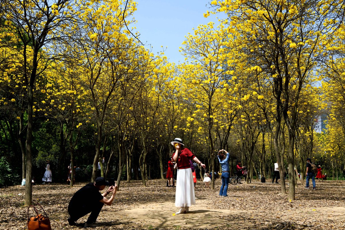 FuzhouCity's tweet photo. 🌼🌼🌼Golden tabebuia chrysantha trees are flowering in #Fuzhou’s Gangtou Park, bringing a bright touch of #spring to the city. #SpringInFuzhou [Photo/IC] https://t.co/sptcj7wn9E