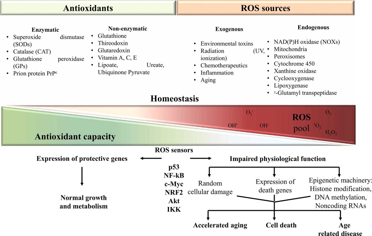 Check out our new review out now in Ageing Research Reviews, the result of roundtable discussions started at @cost17129 in Maastricht 2020. Congratulations to all authors. @amela_jusic @StephanieBezzi1 @Robinson7L @K_Stellos sciencedirect.com/science/articl…