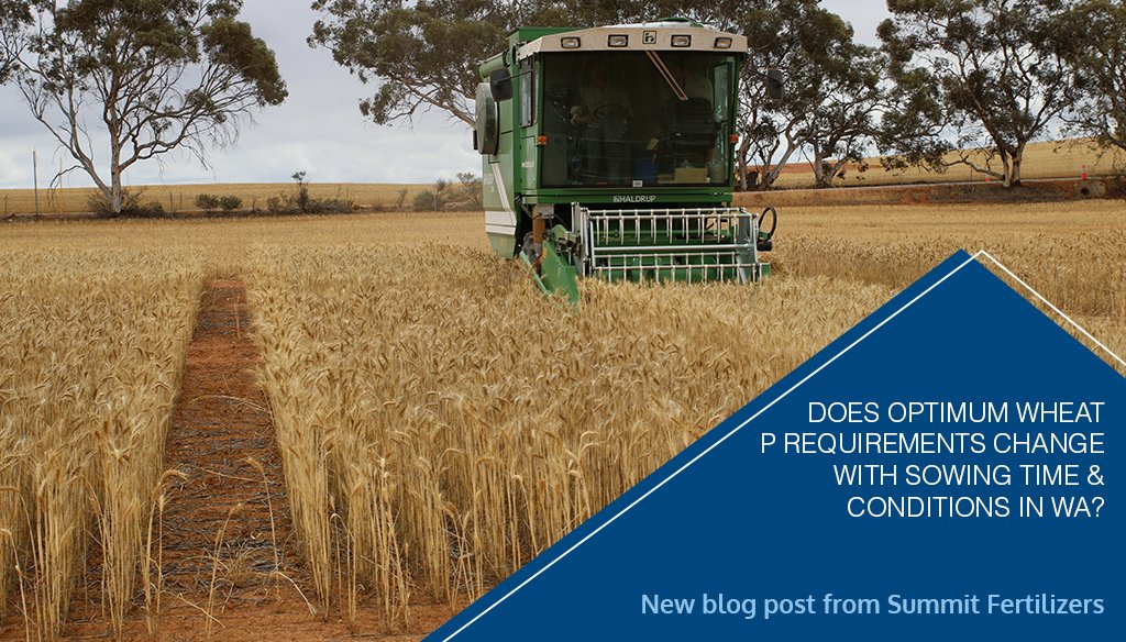 Does optimum wheat phosphorus requirement change with sowing time and conditions in WA?

Take a look at the article here https://t.co/8c0oJcNRId 

#SummitFieldResearch https://t.co/RvI32p6CUN