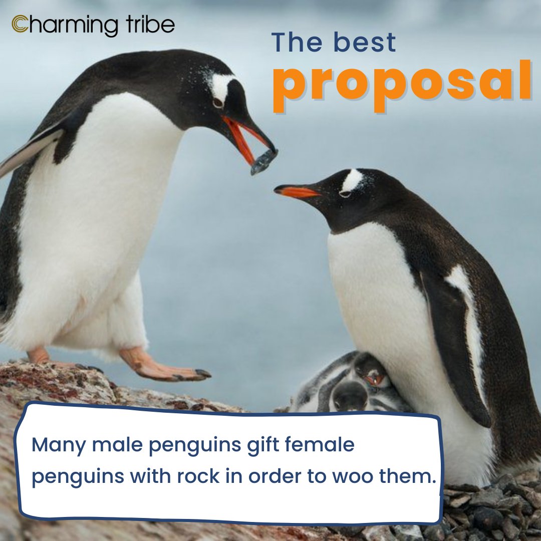 CharmingTribe tweet picture