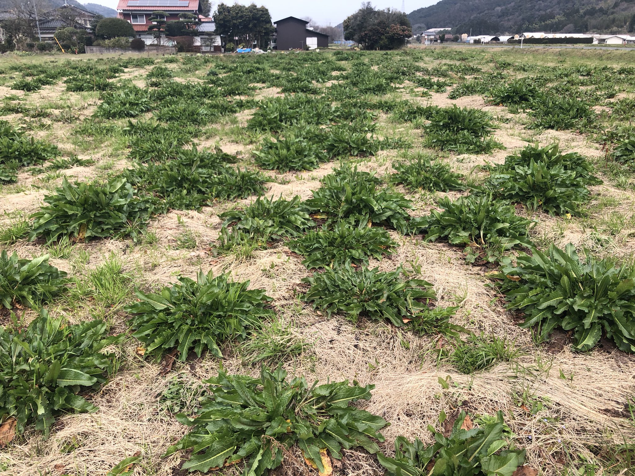 徳本修一 I Am A Farmer 最強の多年性雑草のひとつ ギシギシ が蔓延した圃場 数が少ないウチにグリホサート系除草剤か根こそぎ抜き持ち出すなど対処しないと ロータリー耕すればするほど地下根が細分化され そこからどんどん増殖していきます