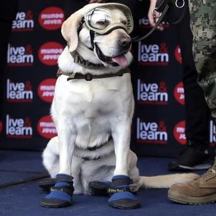 SuavesLomitos's tweet image. Frida, la perrita rescatista se encuentra delicada de salud 😩

Desde acá pedimos por ti y una vez más te agradecemos por todas las vidas que salvaste 🙏🏽 Mucha fuerza, Frida 🤩