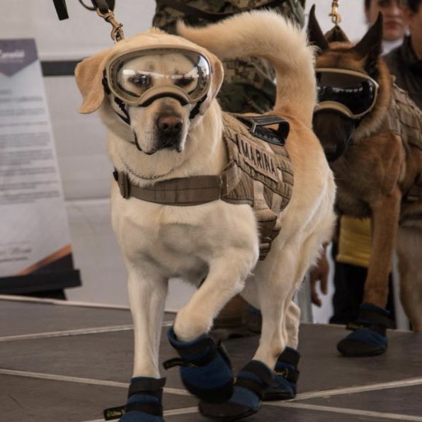 SuavesLomitos's tweet image. Frida, la perrita rescatista se encuentra delicada de salud 😩

Desde acá pedimos por ti y una vez más te agradecemos por todas las vidas que salvaste 🙏🏽 Mucha fuerza, Frida 🤩
