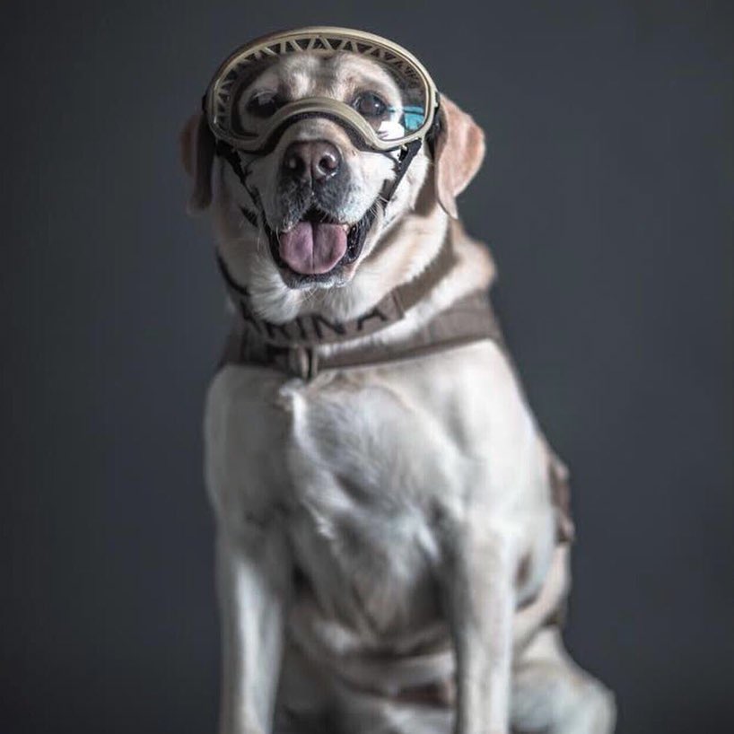 SuavesLomitos's tweet image. Frida, la perrita rescatista se encuentra delicada de salud 😩

Desde acá pedimos por ti y una vez más te agradecemos por todas las vidas que salvaste 🙏🏽 Mucha fuerza, Frida 🤩