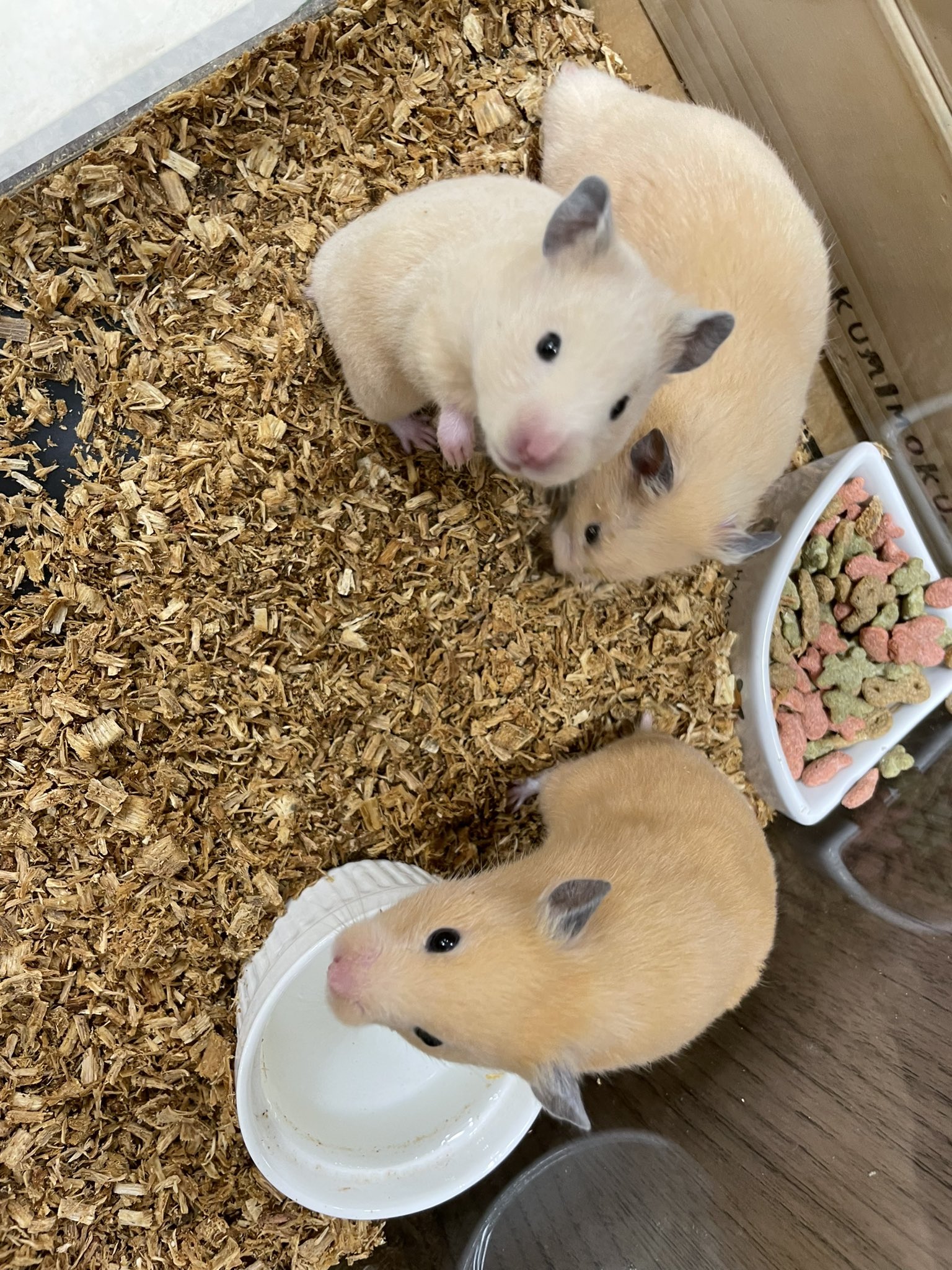 ふくろうカフェricky栃木店staff 親子揃いました ٩ ᐛ ᐖ ۶ 可愛すぎるのではないのでは ﾟ ﾟ ﾌﾞﾊｯ かえで ふくろうカフェricky栃木店 キンクマハムスター キンクマ キンクマハムスター販売 キンクマ販売 御協力よろしく