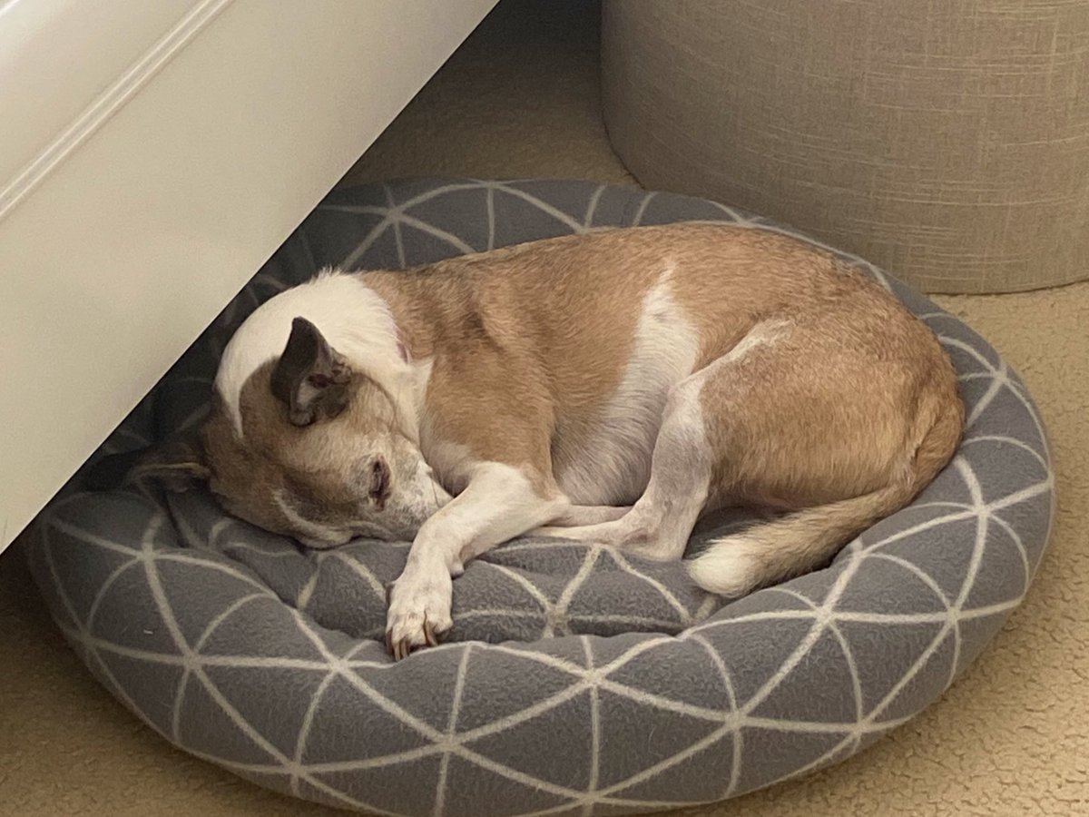 txyla_'s tweet image. pet pics pls n ty :)