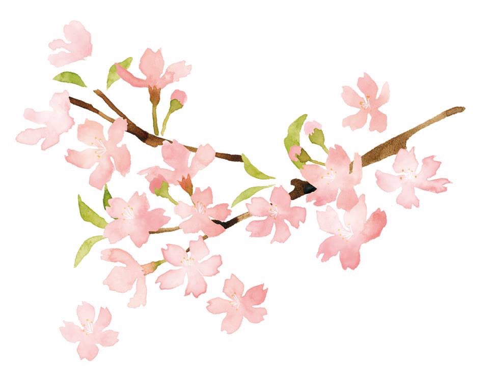 no humans simple background still life white background flower branch pink flower  illustration images