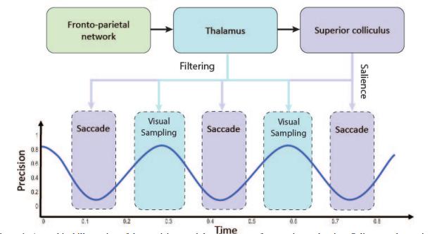 PLanillos's tweet photo. 🎯Check this new mind-blowing paper: "Reclaiming salience: rhythmic precision-modulated action and perception"
👇
https://t.co/sQo37lJE7x
with AA Mera, F Novicky, T Parr, K Friston and @nsajidt
#Neuroscience #Robotics #Attention #Saliency #ActivePerception https://t.co/1XFrtW2TuX