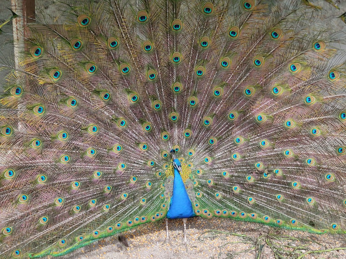 Mas Dels Còdols (@masdelscodols) on Twitter photo 