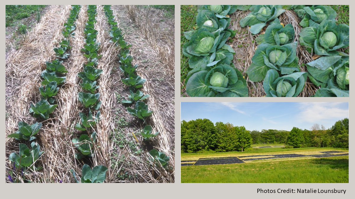 Small-scale growers can adapt to climate change and use soil-building practices with cover crop-based no-till. Reusable tarps make this practice feasible for #organic producers.

In HortScience doi.org/10.21273/HORTS…