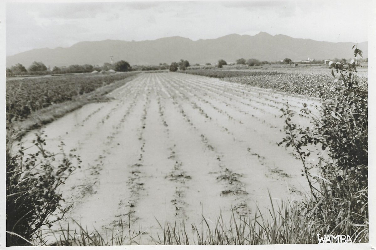 ArxiuMoncofa's tweet photo. Després de les imatges d'inundacions d'aquests dies, no podem deixar de recordar les fotografies dels danys de la riuada de l'any 1951 que va fer el fotògraf de Castelló, Wamba, per a què l'Ajuntament de l'època justificarà la sol·licitud d'ajudes. https://t.co/M4DBFfi8zR