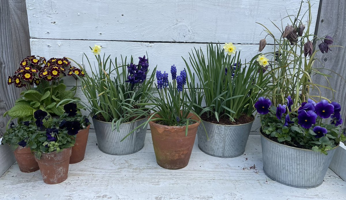 claudiadeyong's tweet photo. Spring table this morning before the cataract op! Hope I see as well as my phone pic after 🙏 #Spring #gardening @GdnMediaGuild #springpots #flowers #plants #garden #springflowers https://t.co/wvQoMFnrWh