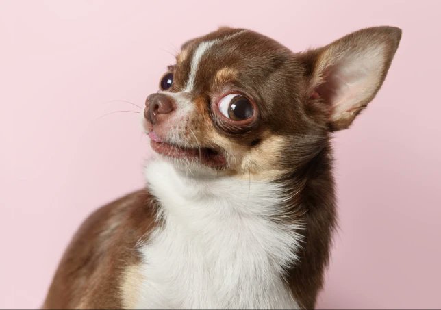 MetroUK's tweet photo. A historic market town is under siege by a pair of hooligan chihuahuas who have been ganging up on other pets 👀 https://t.co/vKKDsabvhW