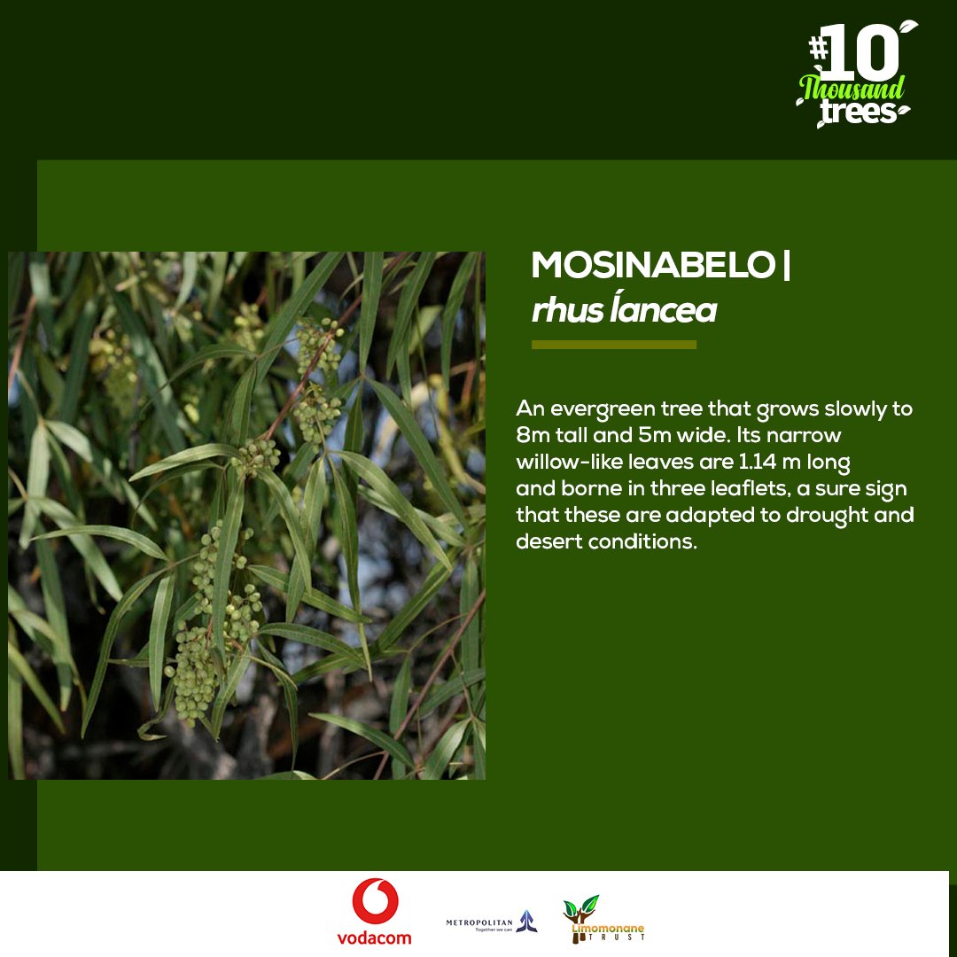 limomonane's tweet photo. #TreeOfTheDay today is Mosinabelo, also known as Rhus Lancea. This is an evergreen tree growing slowly between 8m tall and 5m wide.
They're very ideal for hot and deserted conditions because of their long green leaves which trap water in. #GreeningLesotho
#10kTrees
#ApesaLesoth https://t.co/uaFK1smo2U