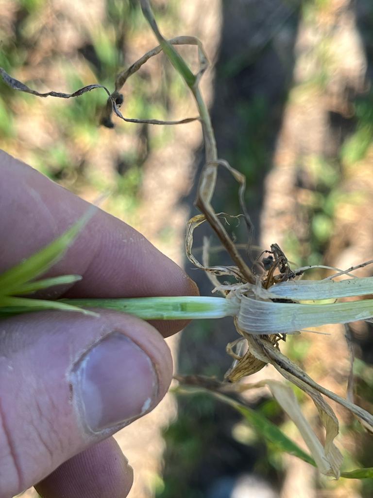 Vroeg gezaaid chevignon tarwe groeit lekker door. Nog erg gezond, eerste groeiregulatie uitgevoerd.#akker #graan