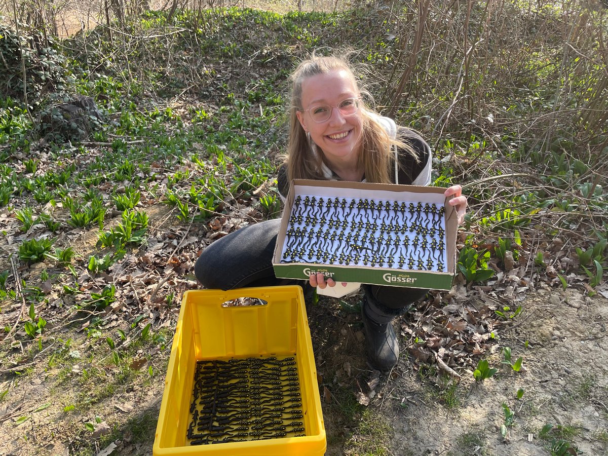 biobiiana's tweet photo. This legion of salamanders is ready to be deployed in the field by @BosMyrna and @CarolinDittrich!☀️ Many thanks to @RoesslerDaniela for help with the moulds 🙌🏼 Watch this space to learn what we find! @KLIVVWien @VetmeduniVienna https://t.co/NrWSZa2Ety