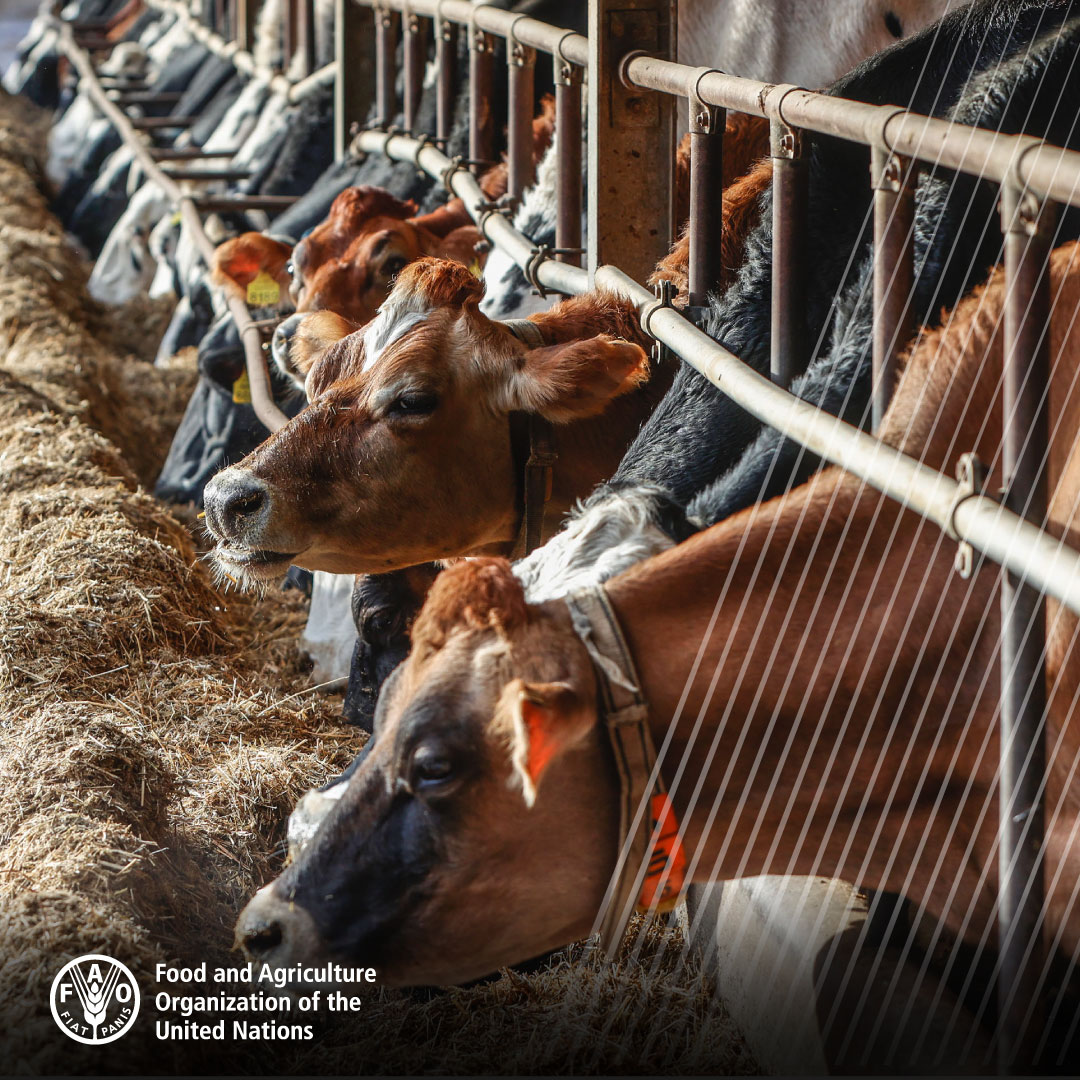 Animal nutrition and #animalfeed sector can valuably contribute to the containment of #AMR human, animal and environmental health #OneHealth

Read more about our work on feed safety 👉 bit.ly/3tAljNS