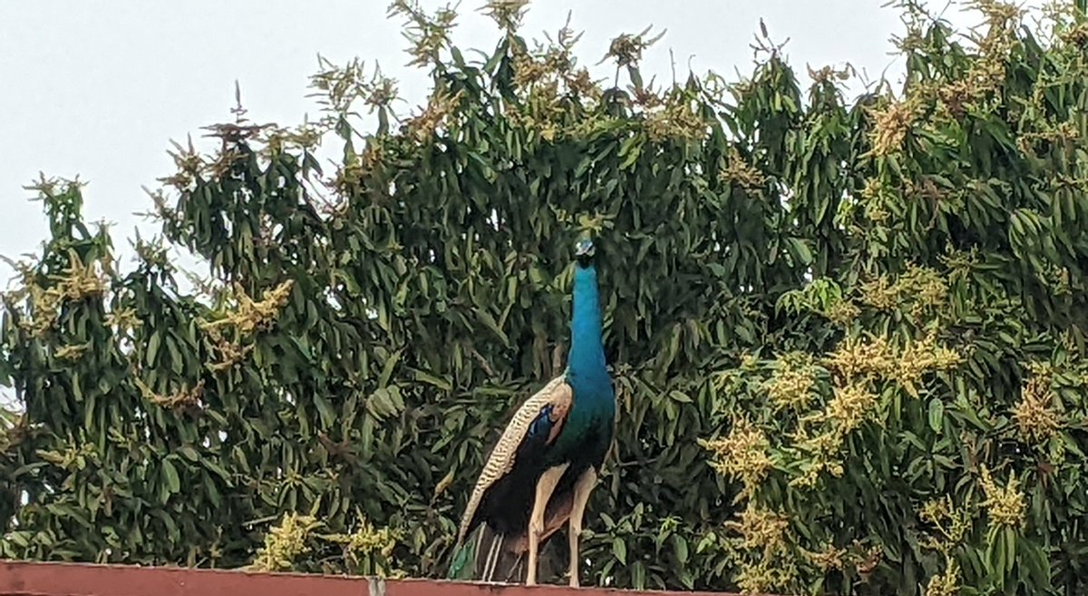 LeoSimha's tweet photo. #Mayuram/#Mayil/#Peacock @ the village!
There were no sight of peacocks in the village but after #COVID19, getting to see peafowls at the village having it made their place!
#TheVillageFiles https://t.co/TL6B3x6oHm