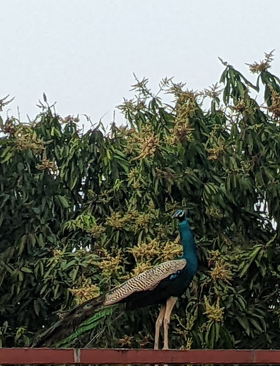 LeoSimha's tweet photo. #Mayuram/#Mayil/#Peacock @ the village!
There were no sight of peacocks in the village but after #COVID19, getting to see peafowls at the village having it made their place!
#TheVillageFiles https://t.co/TL6B3x6oHm
