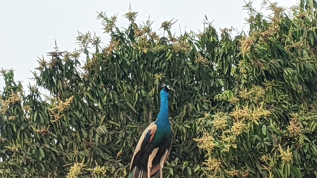 LeoSimha's tweet photo. #Mayuram/#Mayil/#Peacock @ the village!
There were no sight of peacocks in the village but after #COVID19, getting to see peafowls at the village having it made their place!
#TheVillageFiles https://t.co/TL6B3x6oHm