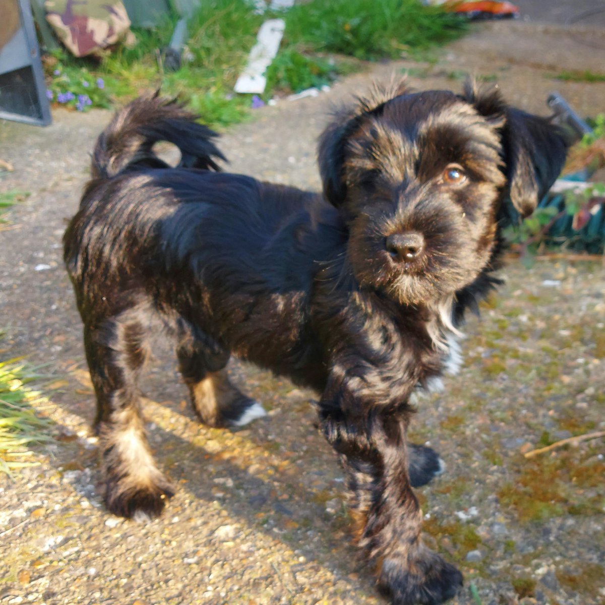 New fishing buddy 12 week old Ti #fishingdog