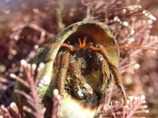 📢 Check out the latest <a href="/ConScienceExet/">ConScience Exeter</a> blog by <a href="/ReganEarly/">Dr Regan Early</a> and <a href="/Christophe_Patt/">Christophe Patterson</a> on how the English Channel prevents many rockpool species "making the jump" from Europe to the UK...including the famous St Piran's hermit crab!

consciexeter.org/post/english-c…