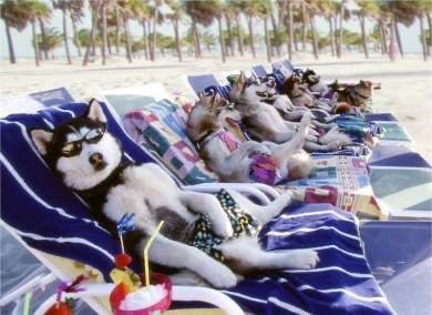 hollyacademymi's tweet image. Happy Spring Break. No school 3/25-4/3.

#characterdefinesus
#CMUcharters 
#MIcharterstory
#powerofthepack
#charterschools
#education