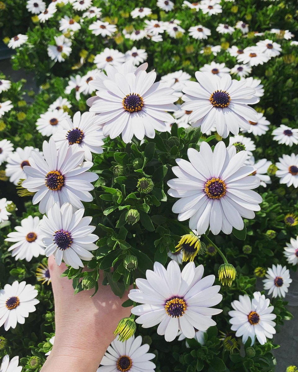 Er staat een zonnig weekend op ons te wachten! Perfect voor deze zonaanbidders🌞🌸
.
.
#happyfriday #spaansemargriet #osteospermum #flowers #bloem #flowersofinstagram #plants #plantsofinstagram #sierteelt