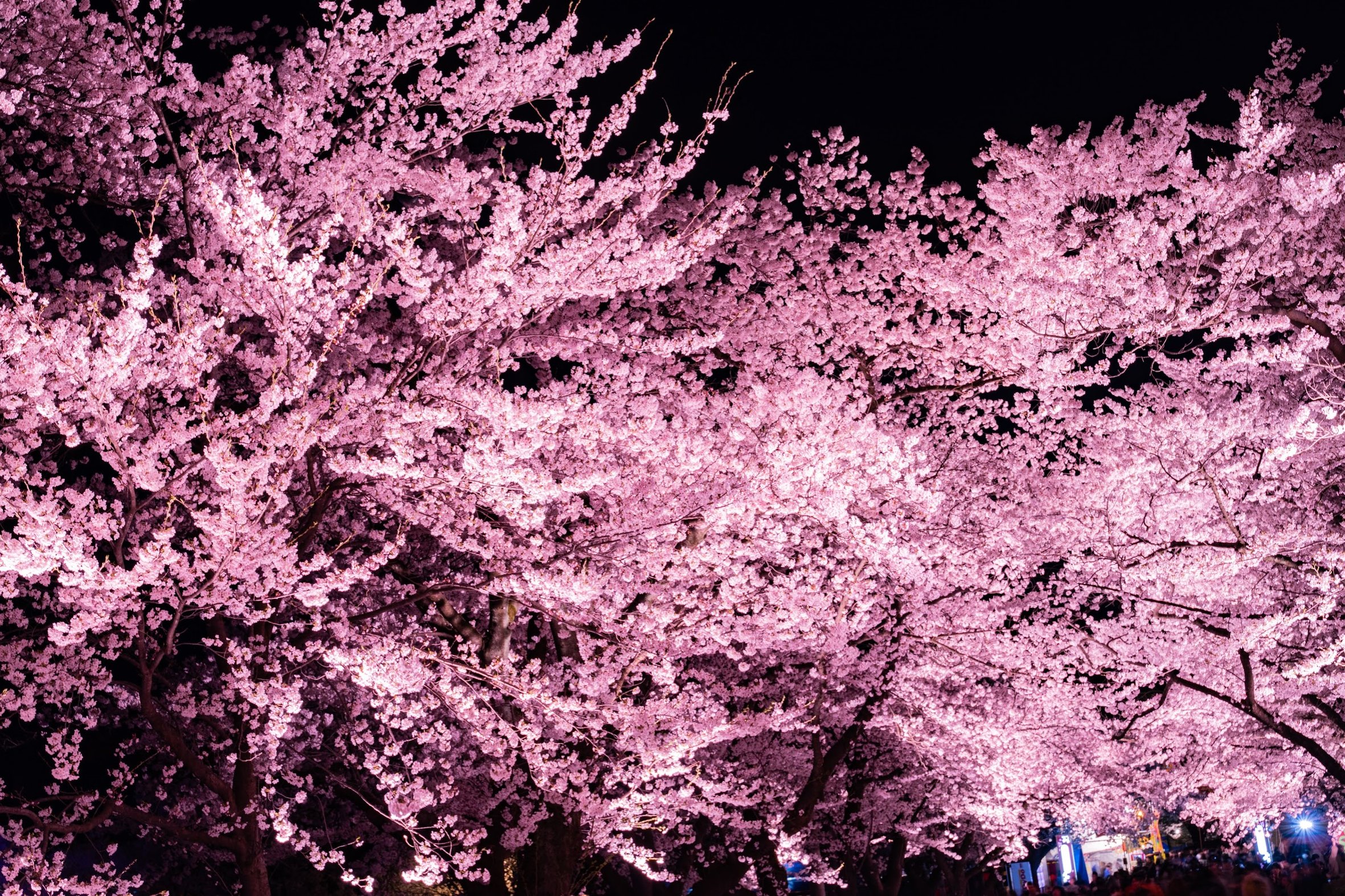 トラ シカ チャンネル 夜桜を早く見たい 見たいぞー これは19年の高田公園の夜桜です 新潟県の桜の名所を紹介してます T Co Hldumoaxnu 桜 夜桜 新潟 上越 高田城百万人観桜会 高田公園 高田城址公園 花見 お花見スポット