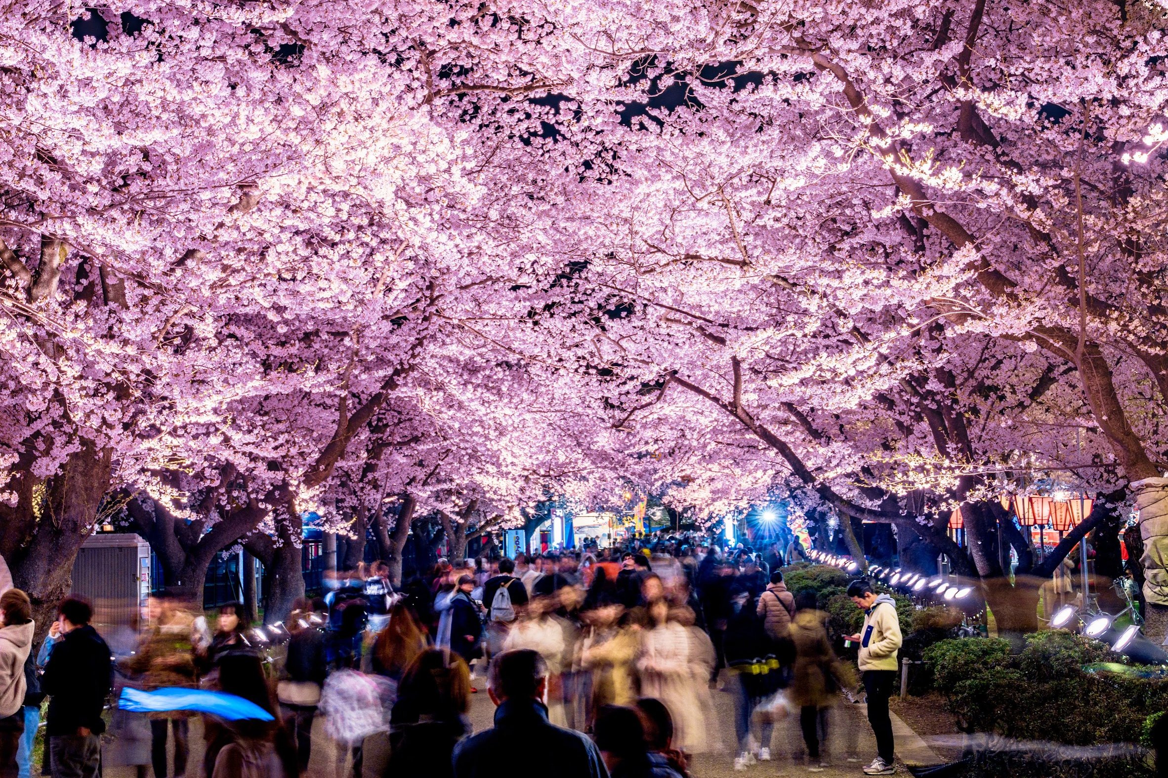 トラ シカ チャンネル 夜桜を早く見たい 見たいぞー これは19年の高田公園の夜桜です 新潟県の桜の名所を紹介してます T Co Hldumoaxnu 桜 夜桜 新潟 上越 高田城百万人観桜会 高田公園 高田城址公園 花見 お花見スポット