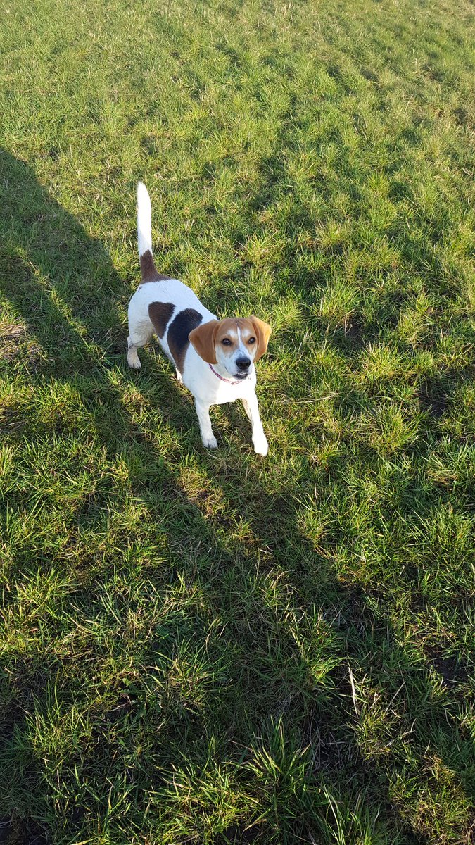 markcunniffe's tweet photo. Brief walk with Knobhead this morning before starting work
#beagles #WFH #summeriscoming #dogsoftwitter #beaglelover https://t.co/cPomijKlTB