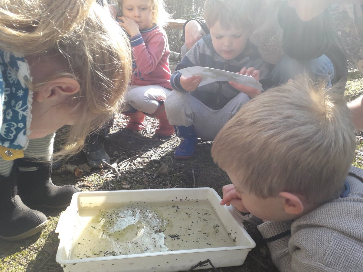 Nature Tot frogs, sat on a log. One jumped into the pool, where it was nice and cool. <a href="/SussexWildlife/">Sussex Wildlife Trust 🦔</a> #Tilgate #Crawley
