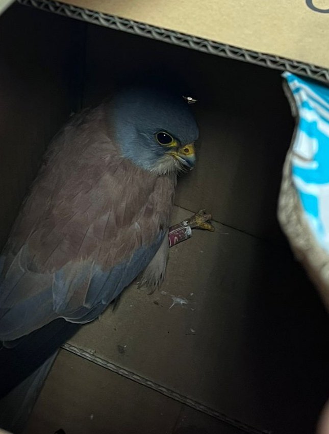 AlejandroTruke's tweet photo. Gracias a la colaboración ciudadana se recoge Cernícalo primilla herido y se lleva para su recuperación al CERI a través del #112 con @AAMM_JCCM. Este macho fue anillado de pollo en Laguna de la Sal 2019 por @GiaMancha y tres años después vuelve por esta zona a criar! @SOSLagunas https://t.co/zGxhwZd4Gx