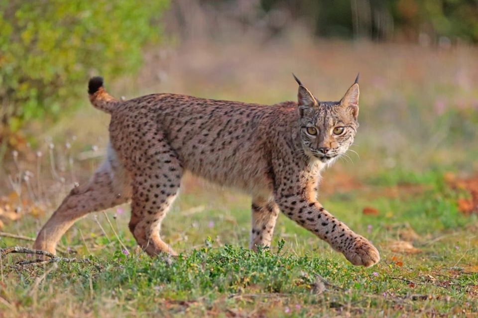 linceibericoSOS's tweet photo. 🅻🆈🅽🆇 🅿🅰🆁🅳🅸🅽🆄🆂 - Reintroducir grandes depredadores como el lince ibérico limita la dispersión de semillas por otros carnívoros. 
📸 © WildWatching Spain
https://t.co/bZuerE0Cmo

  #linceiberico #lynxpardinus #iberianlynx #grandesdepredadores #dispersióndesemillas https://t.co/xBIYOn8BGY