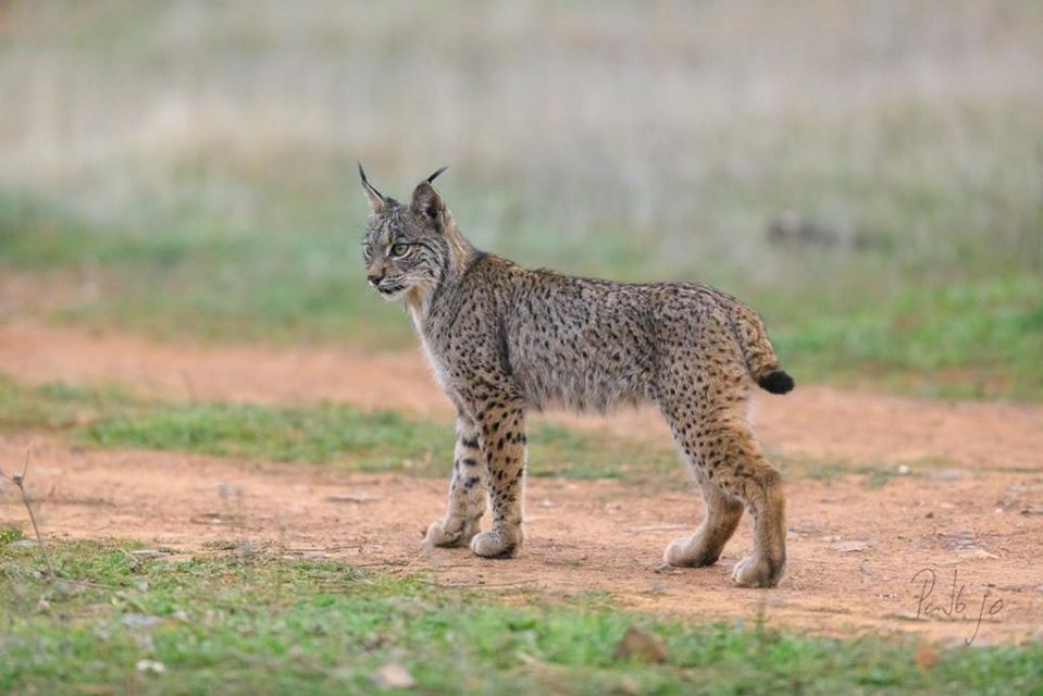 linceibericoSOS's tweet photo. 🅻🆈🅽🆇 🅿🅰🆁🅳🅸🅽🆄🆂 - Reintroducir grandes depredadores como el lince ibérico limita la dispersión de semillas por otros carnívoros. 
📸 © WildWatching Spain
https://t.co/bZuerE0Cmo

  #linceiberico #lynxpardinus #iberianlynx #grandesdepredadores #dispersióndesemillas https://t.co/xBIYOn8BGY
