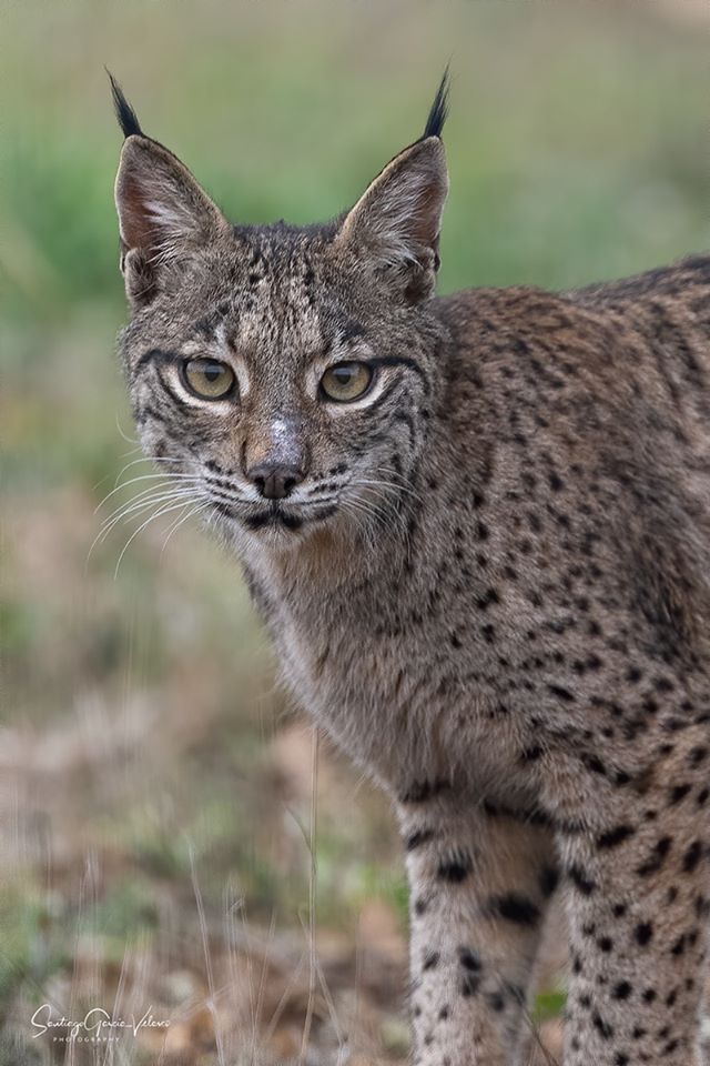 linceibericoSOS's tweet photo. 🅻🆈🅽🆇 🅿🅰🆁🅳🅸🅽🆄🆂 - Reintroducir grandes depredadores como el lince ibérico limita la dispersión de semillas por otros carnívoros. 
📸 © WildWatching Spain
https://t.co/bZuerE0Cmo

  #linceiberico #lynxpardinus #iberianlynx #grandesdepredadores #dispersióndesemillas https://t.co/xBIYOn8BGY