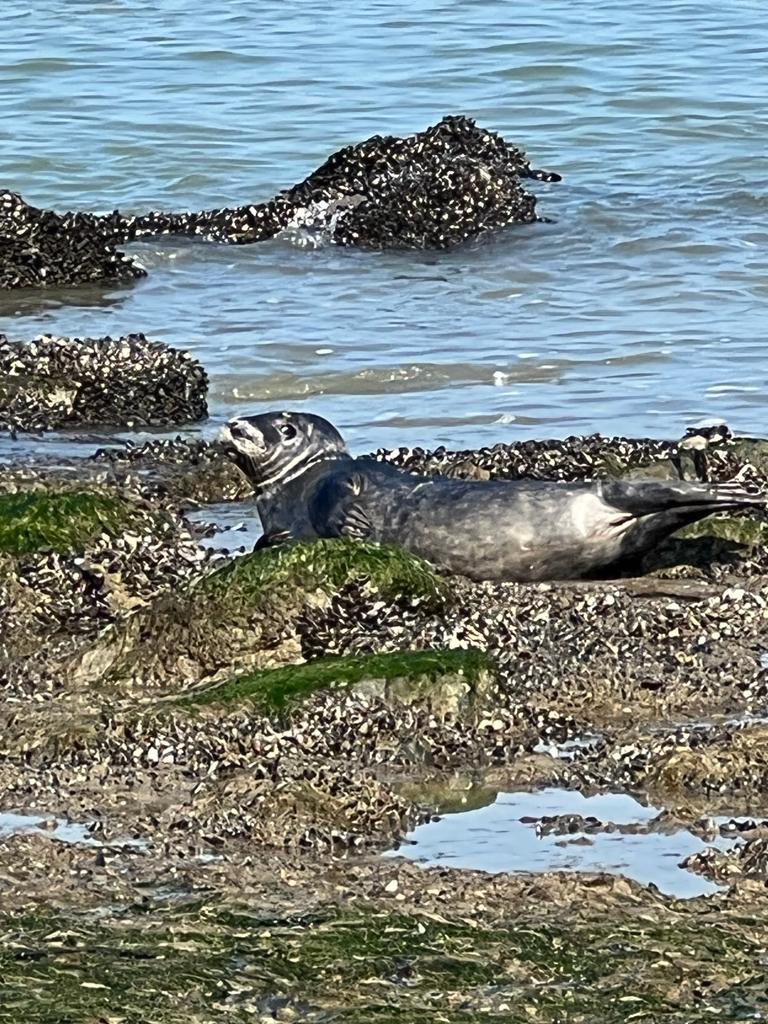 Begin lente 2022 aan de Haagse kust, in Loosduinen in Kijkduin.