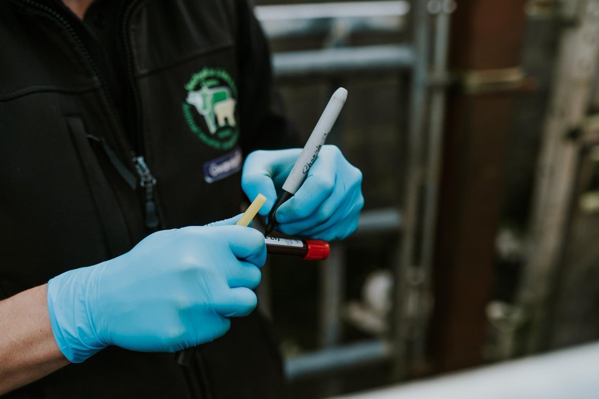 GwareduBVD's tweet photo. Protect your herd and others by knowing your BVD status. We all have a responsibility to work towards a #BVDFree Wales. 

Gwarchodwch eich buchesi a buchesi eraill trwy wybod eich statws BVD. Mae gennym ni oll gyfrifoldeb i weithio tuag at Gymru sy'n rhydd o #BVD. https://t.co/Vz3WOJH4XQ