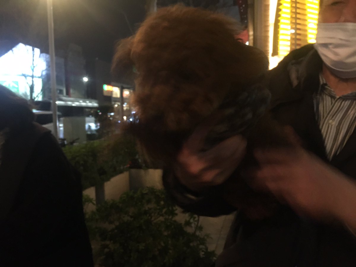 toipusakura's tweet photo. 最後に再会時のゴンちゃんの様子です。再会できてうれしそうでした。保護主さん宅には女の子のトイプードル🐶がいて、人の心配をよそに楽しい夜を過ごしていたようですが…。

東北の方や今も探している方の大切なペット達が、一日も早く家族のもとに戻れますように…
皆様、ありがとうございました🙇 https://t.co/fr8Ch8ZRmb